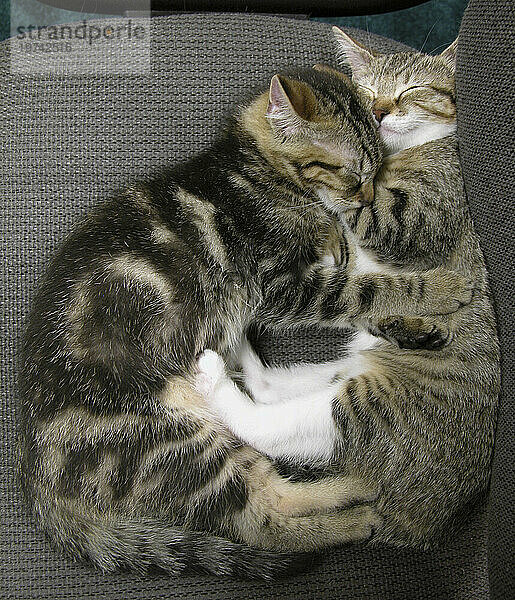 Two domestic cats sleeping cuddled up together; Fairview  North Carolina  United States of America
