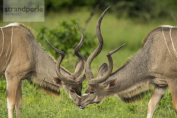 Zwei junge männliche Kudus (Tragelaphus strepsiceros) riechen einander in Feuchtgebieten; Okavangodelta  Botswana