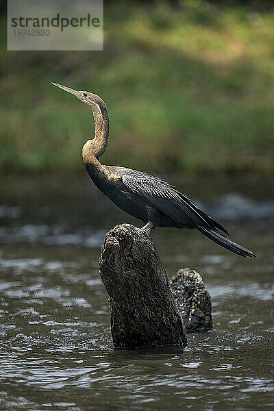 Porträt eines Afrikanischen Schlangenhalsvogels (Anhinga rufa) im Profil  der auf einem toten Baumstamm im Wasser steht  Chobe-Nationalpark; Chobe  Botswana