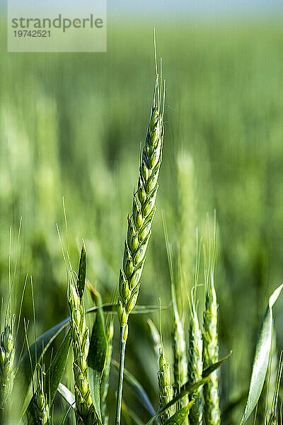 Nahaufnahme eines grünen Weizenkopfes (Triticum)  der auf einem Feld wächst; Östlich von Airdrie  Alberta  Kanada