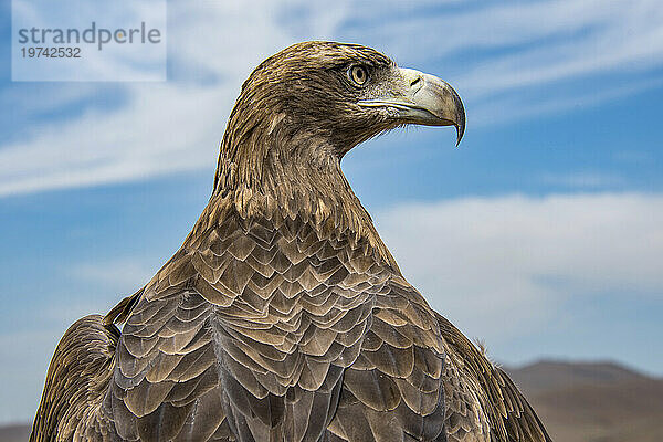 Nahaufnahme eines jungen Steinadlers (Aquila chrysaetos)  der darauf trainiert wird  kleine Tiere wie Füchse und Hasen zu fangen; Ulanbataar  Mongolei