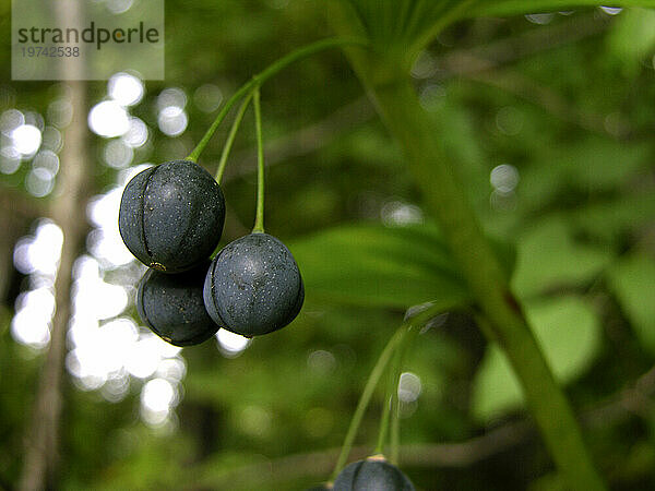 Nahaufnahme der Beeren des Salomonssiegels (Polygonatum)  die an ihren Stielen an der Pflanze hängen; North Carolina  Vereinigte Staaten von Amerika