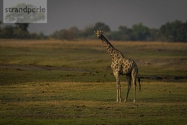 Porträt einer weiblichen Südlichen Giraffe (Giraffa giraffa)  die auf kurzem Gras in der Savanne steht und sich im Chobe-Nationalpark der Kamera zuwendet; Chobe  Botswana