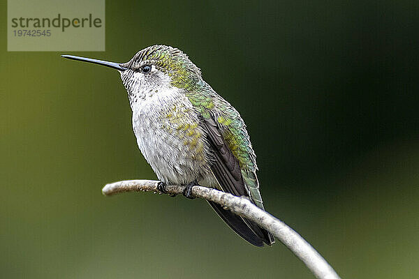 Farbenprächtiger weiblicher Anna-Kolibri (Calypte Anna); Olympia  Washington  Vereinigte Staaten von Amerika