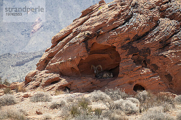 Großer Wüstenbighornbock (Ovis canadensis nelsoni)  der im Schatten einer flachen Höhle in den roten Felsklippen des Valley of Fire State Park  Nevada  USA  Schutz sucht; Nevada  Vereinigte Staaten von Amerika