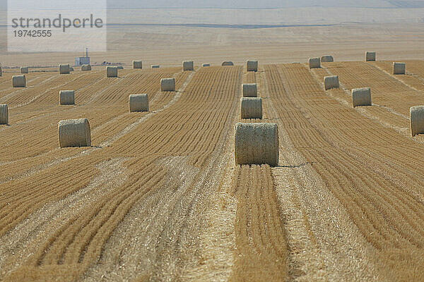 Reihen gerollter Heuballen im hellen Sonnenlicht auf der Prärie zwischen Calgary und Three Hills; Alberta  Kanada