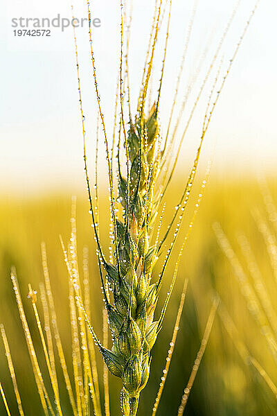 Nahaufnahme eines Weizenkopfes (Triticum)  der auf einem Feld mit Wassertropfen wächst und bei Sonnenaufgang im warmen Licht leuchtet; Östlich von Calgary  Alberta  Kanada