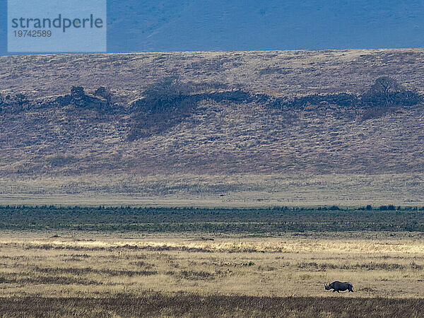 Spitzmaulnashorn (Diceros bicornis) spaziert in einiger Entfernung am Ngorongoro-Krater; Arusha-Region  Tansania