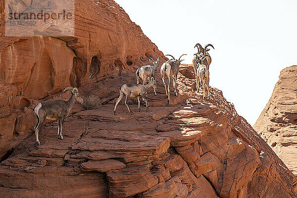 Wüstendickhornschafe (Ovis canadensis nelsoni) nähern sich der Skyline in den roten Felsklippen des Valley of Fire State Park  Nevada  USA: Nevada  Vereinigte Staaten von Amerika