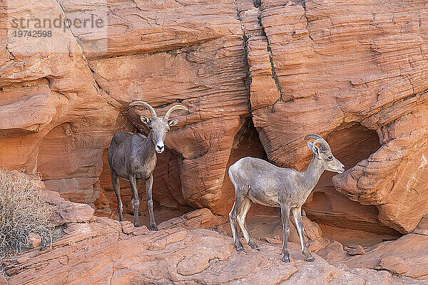 Wüstendickhorn (Ovis canadensis nelsoni) Mutterschaf und junger Widder in den roten Felsklippen des Valley of Fire State Park  Nevada  USA: Nevada  Vereinigte Staaten von Amerika