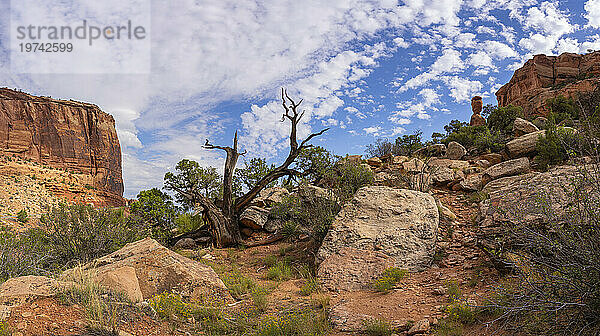 Landschaft des Colorado National Monument in der Nähe von Grand Junction  Colorado. Es ist ein erstaunlicher Ort aus rotem Gestein und ein schönes Beispiel für die Erosion am Werk; Colorado  Vereinigte Staaten von Amerika