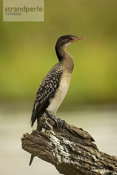 Nahaufnahme eines Schilfkormorans (Microcarbo africanus)  der auf einem mit Guano befleckten Baumstamm in einem Fluss steht  Chobe-Nationalpark; Chobe  Botswana