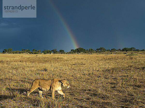 Weiblicher Löwe (Panthera leo) pirscht im Serengeti-Nationalpark mit stürmischem Himmel und einem Regenbogen im Hintergrund; Kogatende  Tansania
