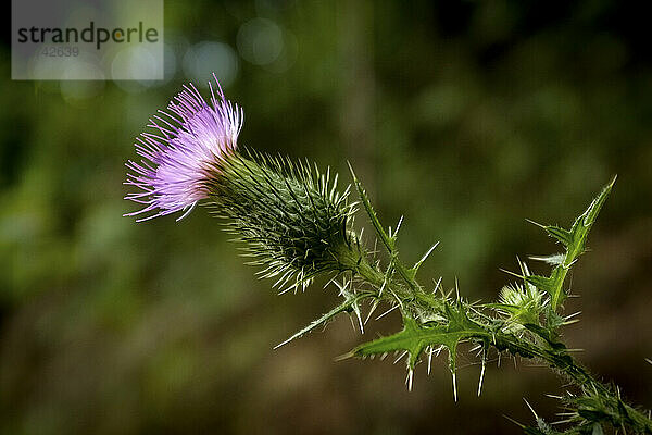 Distel mit rosa Blüte