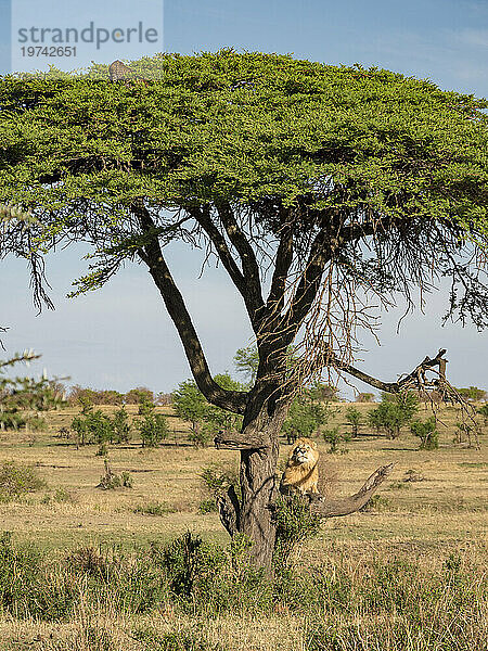 Löwe (Panthera leo) klettert auf einen Baum  um einen Leoparden (Panthera pardus) im Serengeti-Nationalpark zu verfolgen; Tansania