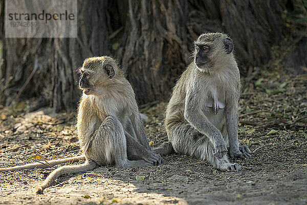 Nahaufnahmeporträt von zwei Meerkatzen (Chlorocebus pygerythrus)  die auf sandigem Boden unter einem großen Baum sitzen und den Kopf nach links drehen  Chobe-Nationalpark; Chobe  Botswana