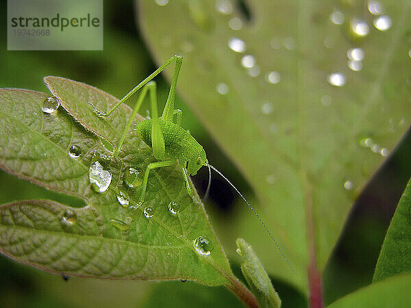 Hellgrüner Katydid (Tettigoniidae) ruht zwischen Regentropfen auf einem Sassafras-Blatt (Sassafras officinalis)