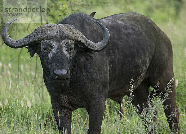 Afrikanischer Büffel (Syncerus caffer) mit einem Vogel auf dem Rücken  im Serengeti-Nationalpark  Tansania; Tansania