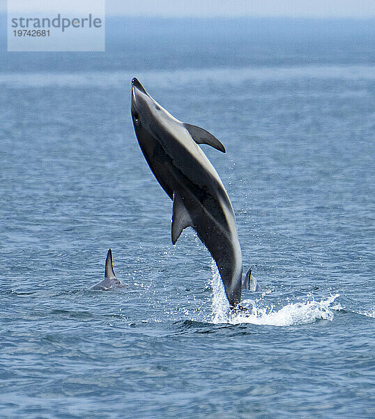 Dunkeldelfin (Lagenorhynchus obscurus) springt vor der Küste Neuseelands bei Kaikoura über das Wasser; Neuseeland