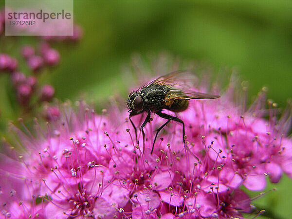 Nahaufnahme einer Fliege  die auf rosa Blüten ruht; North Carolina  Vereinigte Staaten von Amerika