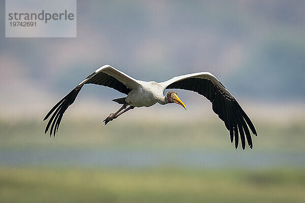 Ein Afrikanischer Gelbschnabelstorch (Mycteria ibis) fliegt im Sonnenschein im Chobe-Nationalpark auf die Kamera zu; Chobe  Botswana