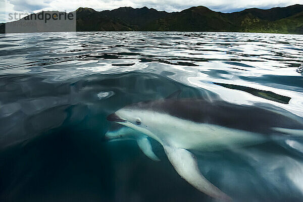 Schwarzer Delfin (Lagenorhynchus obscurus) schwimmt in den Gewässern vor der Küste Neuseelands bei Kaikoura; Südinsel  Neuseeland