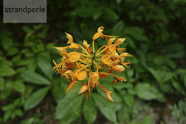 Einzigartige blühende orangefarbene Blume mit grünem Laub im Hintergrund