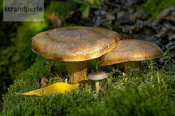 Pilz (Hygrophoropsidaceae) im Unterholz des Yukon-Waldes; Yukon  Kanada