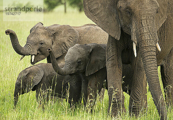 Elefanten (Loxodonta africana) stehen im Grasland im Serengeti-Nationalpark; Tansania