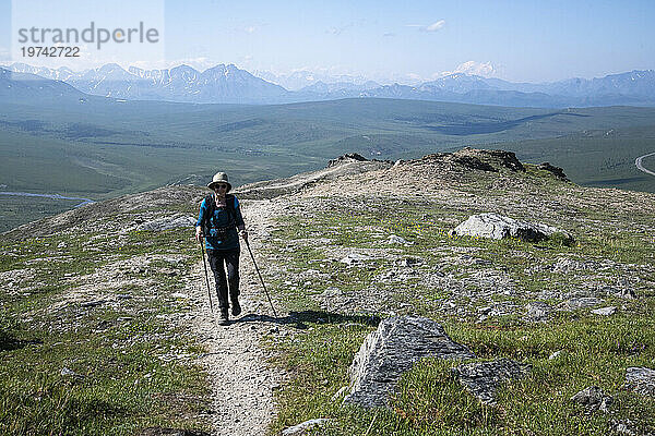 Reife Wanderin auf dem Savage Alpine Trail mit Wanderstöcken mit Blick auf den Mt. Denali im Hintergrund; Denali-Nationalpark  Alaska  Vereinigte Staaten von Amerika