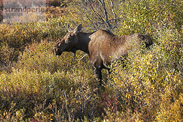 Kuhelch (Alces alces) steht im sonnenbeschienenen  farbenfrohen Herbstlaub im Denali-Nationalpark; Denali National Park & ??Preserve  Inneres Alaska  Alaska  Vereinigte Staaten von Amerika