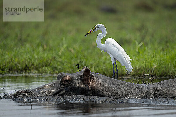 Nahaufnahme eines Silberreihers (Ardea alba)  der im Fluss hinter einem Flusspferd (Hippopotamus amphibius) im Chobe-Nationalpark steht; Chobe  Botswana