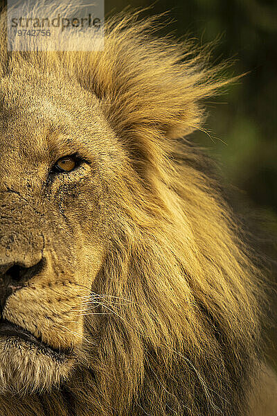 Nahaufnahme eines halben Gesichts und Kopfes eines männlichen Löwen (Panthera leo) im Chobe-Nationalpark; Chobe  Botswana