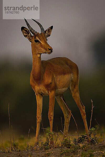 Nahaufnahme eines jungen männlichen Impalas (Aepyceros melampus)  der am Horizont im Chobe-Nationalpark steht; Chobe  Bostwana