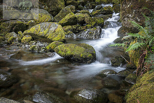 Langzeitbelichtung des rauschenden Wassers  der Felsen und des Mooses der Bunch Falls in der Nähe des Lake Quinault im Olympic National Forest; Amanda Park  Washington  Vereinigte Staaten von Amerika