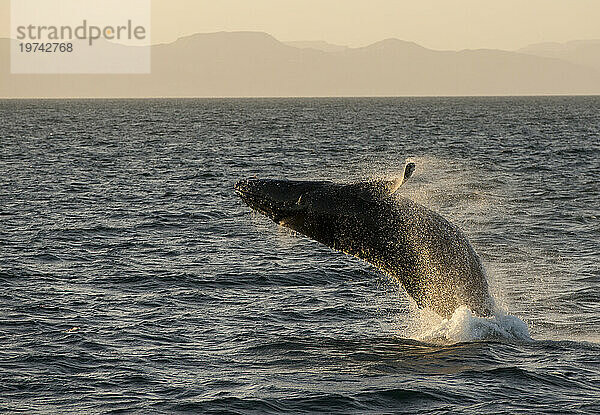 Durchbrechender Buckelwal (Megaptera novaeangliae) im Meer von Cortez; Baja California  Mexiko