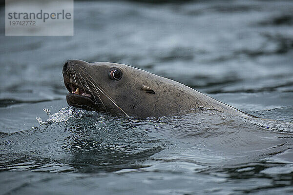 Steller-Seelöwe (Eumetopias jubata) schwimmt in der Icy Strait  Inside Passage  Alaska  USA; Alaska  Vereinigte Staaten von Amerika