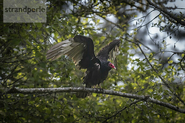 Erwachsener Truthahngeier (Cathartes aura)  der flugbereit auf einem Baum sitzt; Olympia  Washington  Vereinigte Staaten von Amerika