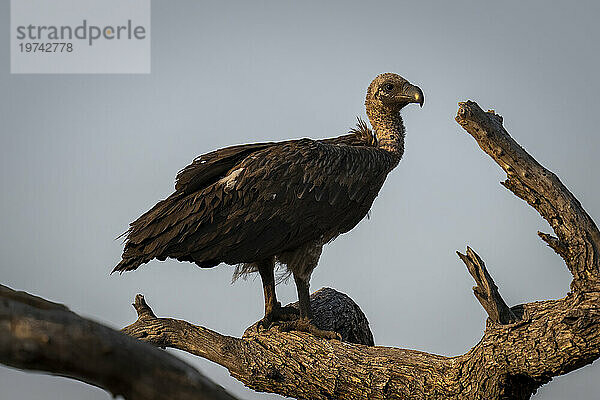 Nahaufnahme eines Weißrückengeiers (Gyps africanus)  der auf einem toten Ast steht und die Kamera im Chobe-Nationalpark beobachtet; Chobe  Botswana