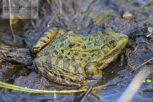 Chiricahua-Leopardenfrosch (Rana chiricahuensis) im Cave Creek Canyon der Chiricahua Mountains im Südosten von Arizona  USA; Portal  Arizona  Vereinigte Staaten von Amerika