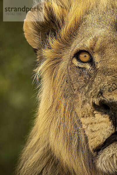 Nahaufnahme eines halben männlichen Löwenkopfes (Panthera leo) im Chobe-Nationalpark; Chobe  Botswana