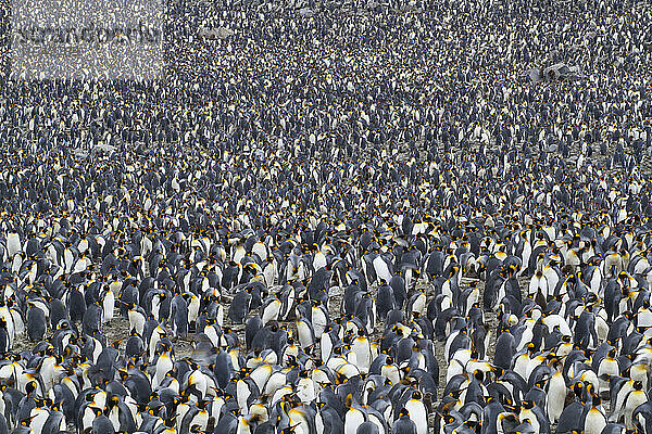 Große Schar Königspinguine (Aptenodytes patagonicus) in der St. Andrews Bay auf South Georgia Island; Insel Südgeorgien