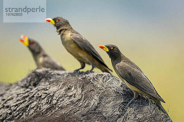 Nahaufnahme von drei Gelbschnabel-Madenhackern (Buphagidae africanus)  die auf der schlammigen Schulter eines Kapbüffels (Syncerus caffer caffer) im Chobe-Nationalpark sitzen; Chobe  Botswana