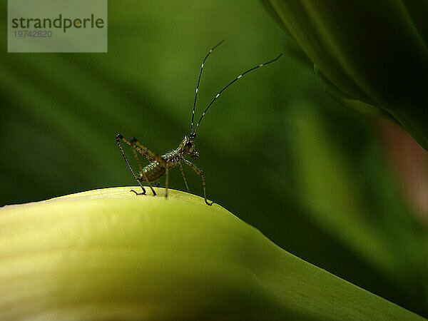 Nahaufnahme eines hüpfenden Insekts auf einem Blatt