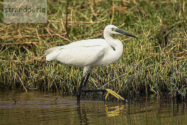 Nahaufnahme eines Seidenreihers (Egretta garzetta)  der im seichten Wasser nahe der Küste watet und seinen Fuß hebt  Chobe-Nationalpark; Chobe  Botswana