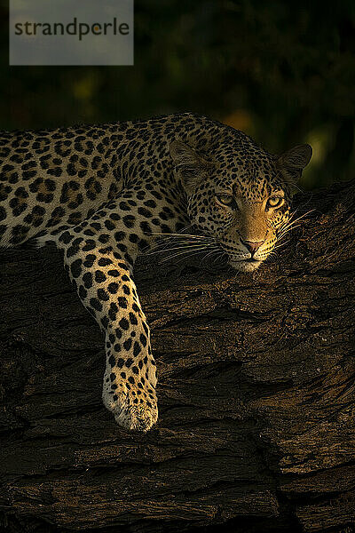 Porträt einer Leopardin (Panthera pardus)  die auf einem dicken Ast liegt und ihr Vorderbein im Chobe-Nationalpark herunterhängen lässt; Chobe  Botswana