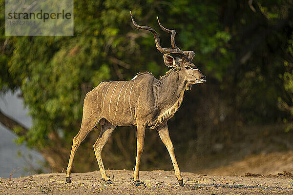 Nahaufnahme eines männlichen Großkudus (Tragelaphus strepsiceros)  der ein bewaldetes Flussufer im Chobe-Nationalpark entlang läuft; Chobe  Bostwana