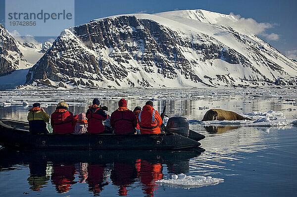 Ökotouristen beobachten ein Walrossweibchen (Odobenus rosmarus) auf Eis; Hornsund  Spitzbergen  Svalbard-Archipel  Norwegen