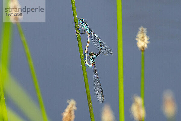 Nahaufnahme eines Paarungspaares Borealer Blaubarsch-Damselflies (Enallagma boreale) an der University of Alaska Fairbanks in Fairbanks; Fairbanks  Alaska  Vereinigte Staaten von Amerika