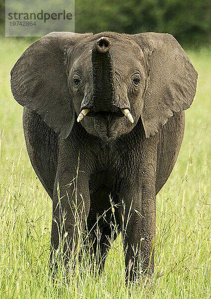 Elefant (Loxodonta africana) hebt seinen Rüssel im Grasland im Serengeti-Nationalpark  Tansania; Tansania